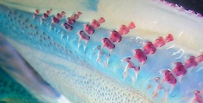 Mikroskopische Aufnahme des hinteren Bereiches eines Unterkiefers des Kragenhaies. Rot gefärbt sind knöcherne, blau knorpelige Anteile. Die Zähne sind in einzelne Reihen angeordnet.