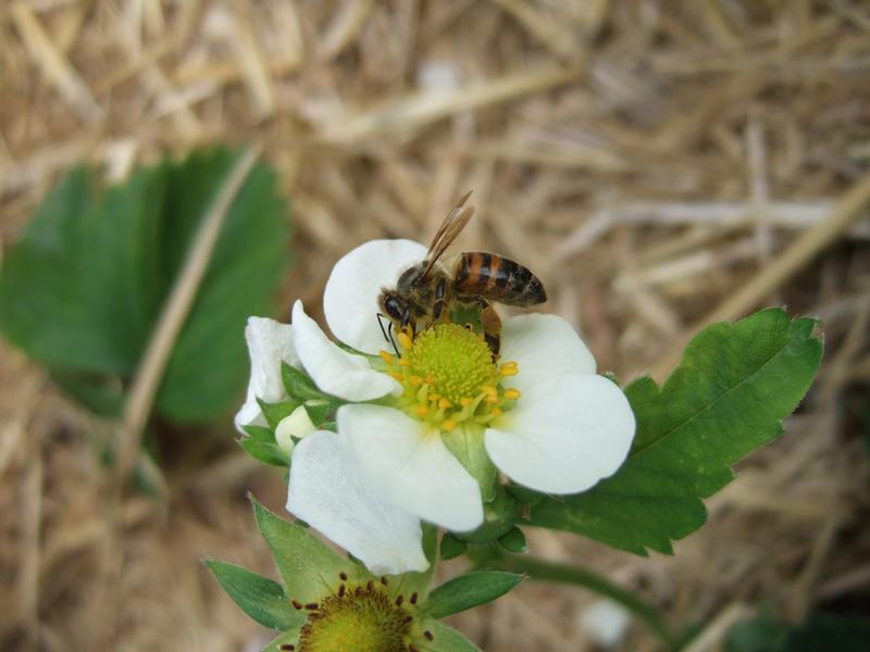 Honigbiene bei der Bestäubung einer Erdbeerblüte