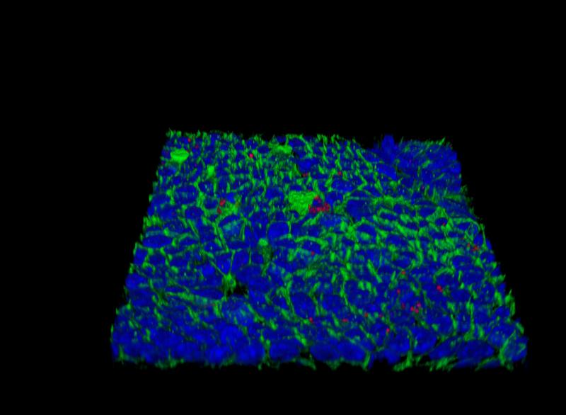 Surface of a Helicobacter-infected mucosoid culture made of normal epithelial cells from the human stomach. Red: Helicobacter pylori, blue: nuclei, green: cell membranes