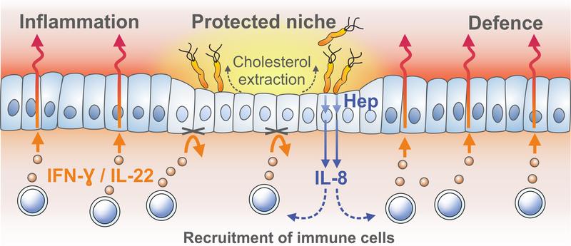 Infected cells are incapable of responding to the cytokines interferon-γ (IFN-γ) and IL-22. As a result, inflammation and defense only occur outside the infected niches of the mucosal surface.