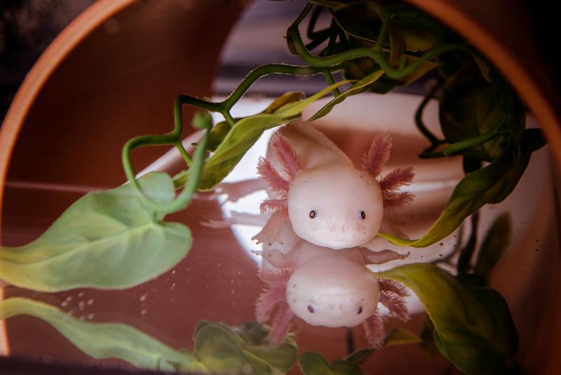 Mexican salamander Axolotl 