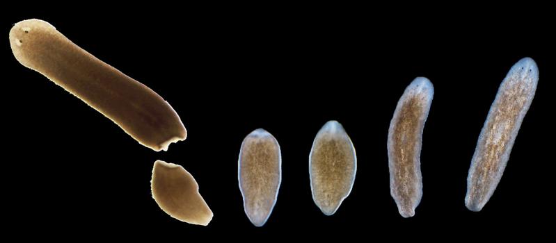 flatworm Schmidtae mediterranea 