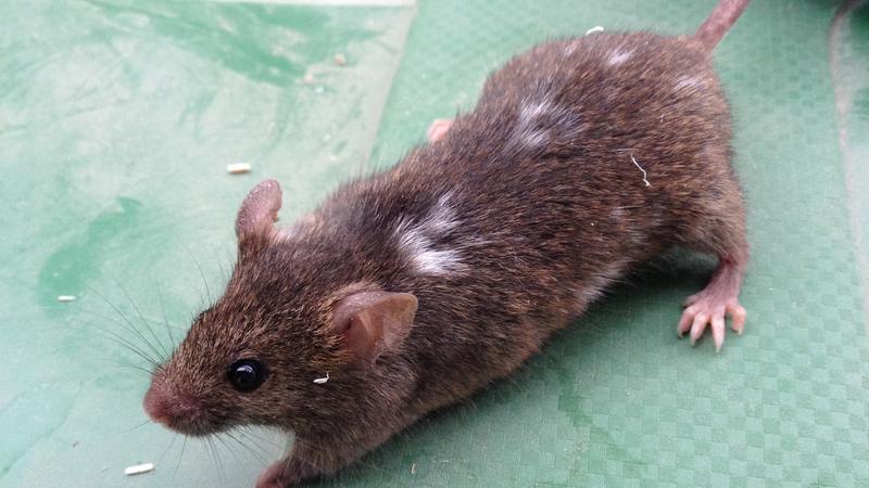 The white patches in the brown fur of the house mice are a sign of self-domestication.