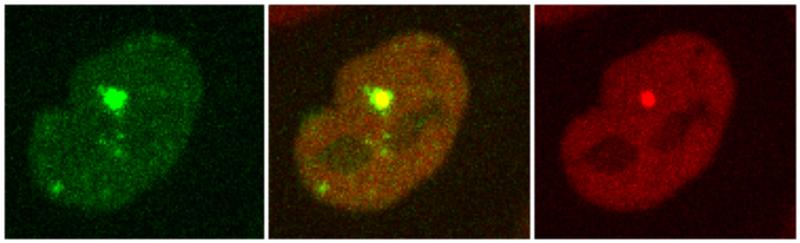 Mit Hilfe von Laser-Mikrobestrahlung werden zwei Proteine zur Stelle mit DNA-Schäden herbeigerufen.