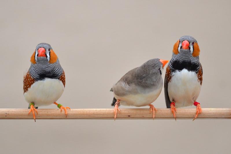 Ein Zebrafinkenweibchen und zwei Männchen mit roten bzw. grünen Markierungsringen