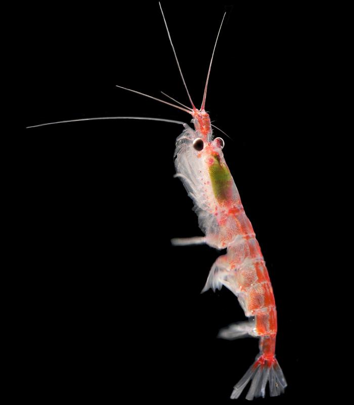 Krill spielt eine zentrale Rolle im Nahrungsnetz der Antarktis. 