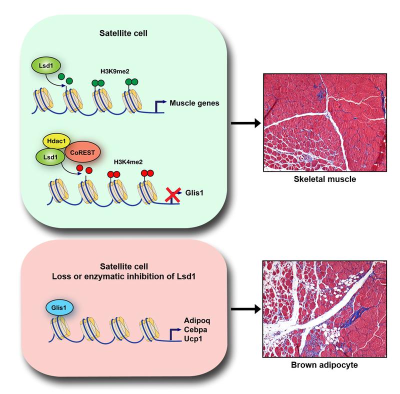 Lsd1 activates gene expression in certain stem cells, thereby accelerating the regeneration of the muscle (top). Enzyme removal causes the cells to turn into fat cells rather than muscle cells (btm).
