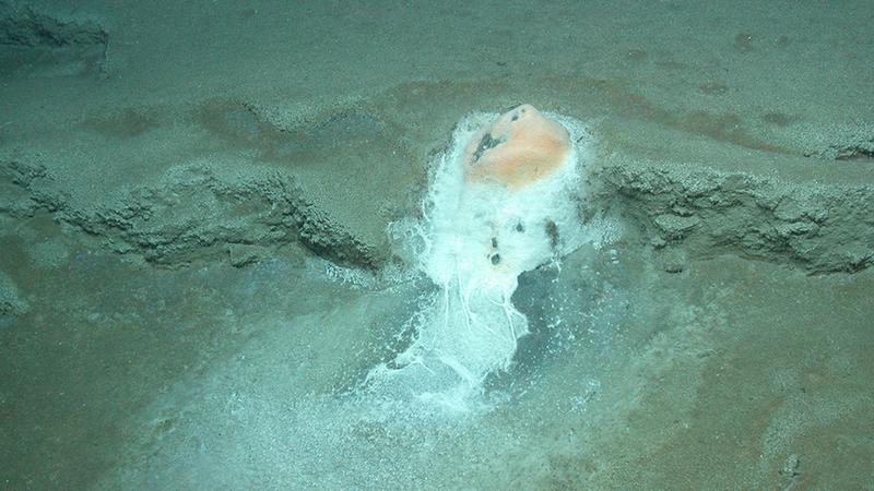 Die Mikrobenmatten wölben sich an den Gasaustritten. Sie sind am Bau der domartigen Stromatolithe beteiligt. 