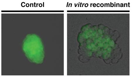 Mouse embryonic stem cell colonies labelled with green fluorescent protein under standard growing conditions are typically uniform. In contrast, stem cell colonies grown under an in vitro recombinatio
