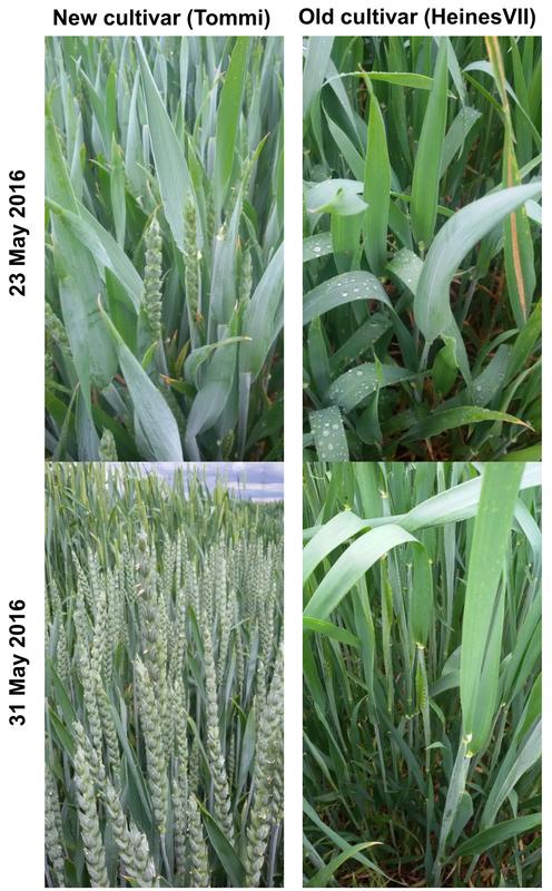 Feldversuch mit Winterweizen: Gegenüberstellung der Sorte „Tommi“ aus dem Jahr 2002 und der Sorte „Heines VII“ aus dem Jahr 1950 in der Phase zwischen Beginn des Ährenschiebens und Beginn der Blüte.
