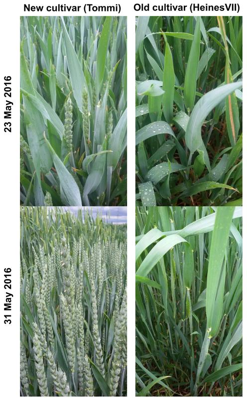 Field experiment with winter wheat: Comparison of the cultivars “Tommi” (2002) and “Heines VII” (1950) from emergence to flowering.