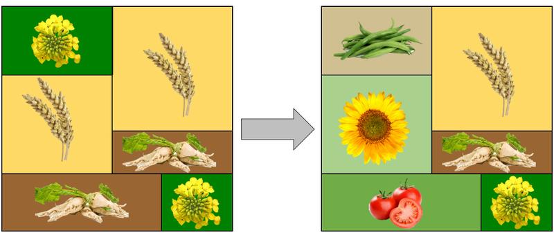 It's all about crop diversification on fields: cultivating many different crop plants provides better living conditions for the natural enemies of aphids. 