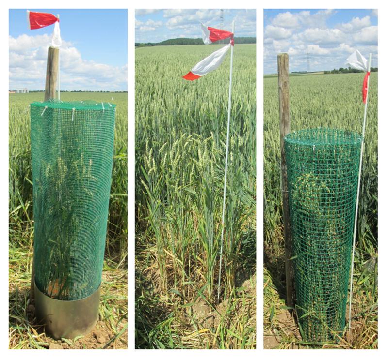 Measuring natural pest control (from left): a closed cage without predators, a set-up which all predators can access and a semi-open cage that allows all predators in except for birds.