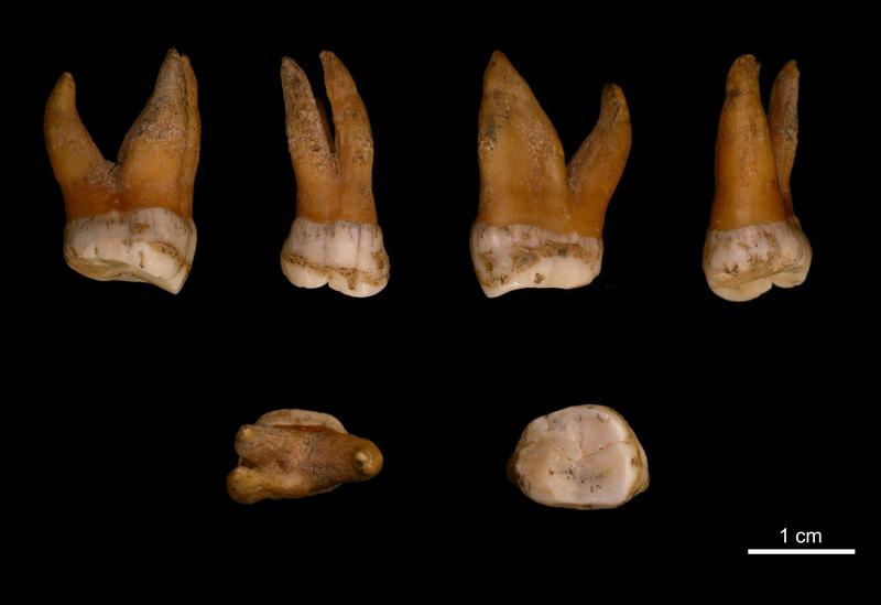 Großer Backenzahn aus dem Oberkiefer eines Neandertalers aus Spy in Belgien.