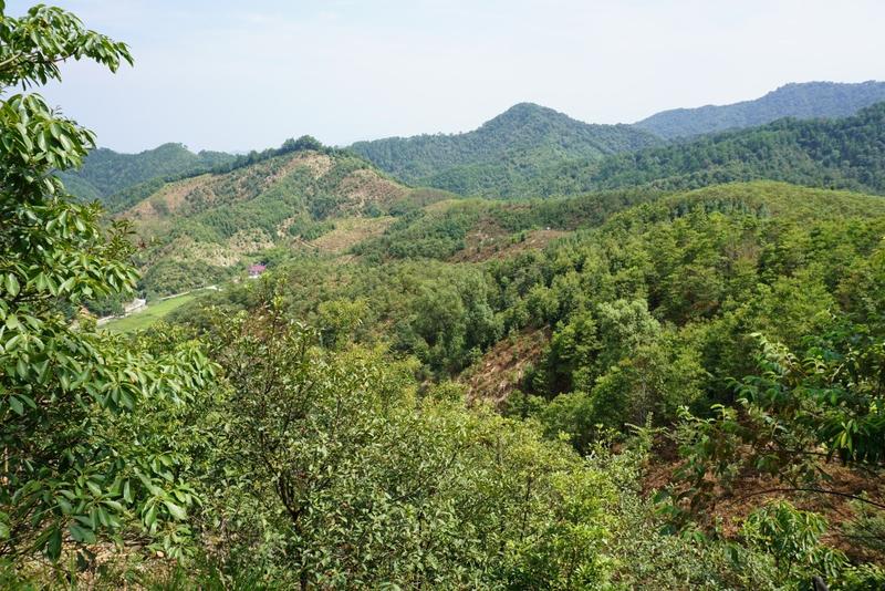 Tree diversity experiment BEF-China, September 2016