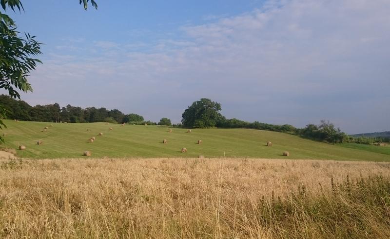 Straw and grass - both are main components of bio-oil.