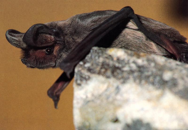 Europäische Bulldoggfledermaus. Eine der grössten einheimischen Fledermausarten in der Schweiz kommt nur im Süden des Landes vor und bleibt grösstenteils auch im Winter aktiv. 