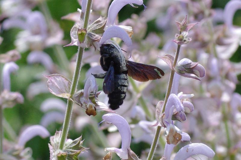 Die Blauschwarze Holzbiene (Xylocopa violacea) ist eine große, auffällige Wildbienenart von bis zu 3 cm Länge. Sie ist wärmeliebend und ist nun wieder im Botanischen Garten München zu finden.