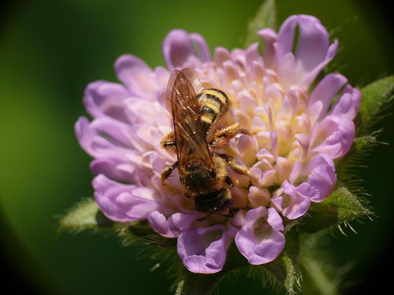 Die Gelbbindige Furchenbiene (Halictus scabiosae) war früher nur von den Wärmeinseln Deutschlands bekannt. Seit etwa 2000 breitet sie sich im Zuge der Klimaerwärmung von Süden her weiter aus.