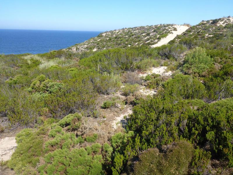 Typische Küstendünen mit in Portugal heimischen Arten, vor allem Stauracanthus, Portugiesische Krähenbeere, Zistrosen und Kiefer