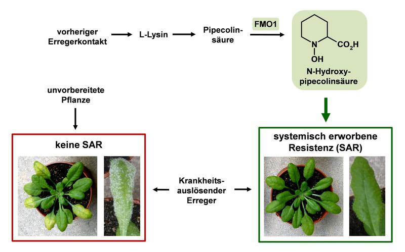 N-Hydroxypipecolinsäure (rechts) stimuliert die SAR der Ackerschmalwand, so dass sie immun gegen verschiedene Pflanzenpathogene wie die Blattflecken-Erreger oder den falschen Mehltau gemacht werden.