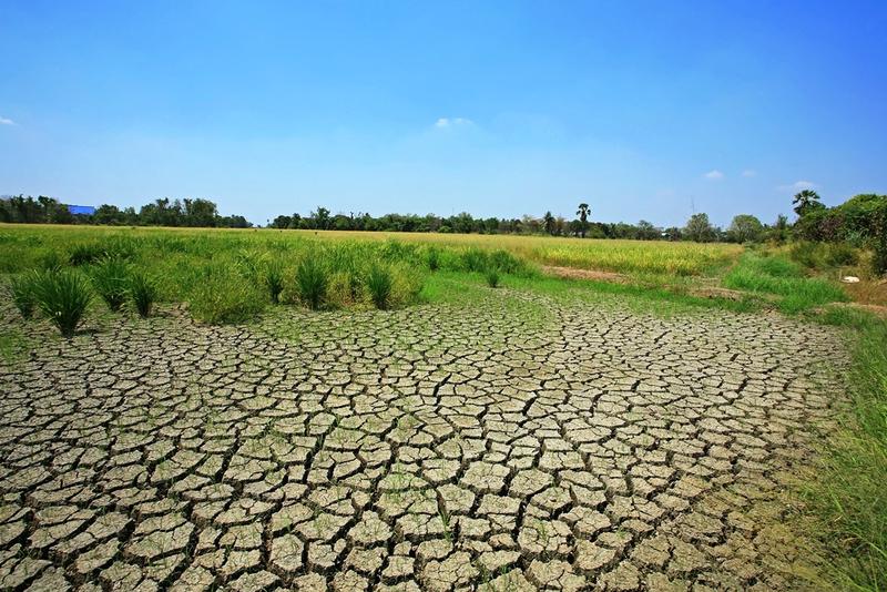 Globale Erwärmung durch den Menschen, Mangel an Regenwasser durch Dürren ht und die Auswirkungen von El Niño lassen die Anbauflächen (hier in Thailand) austrocknen und reißen.