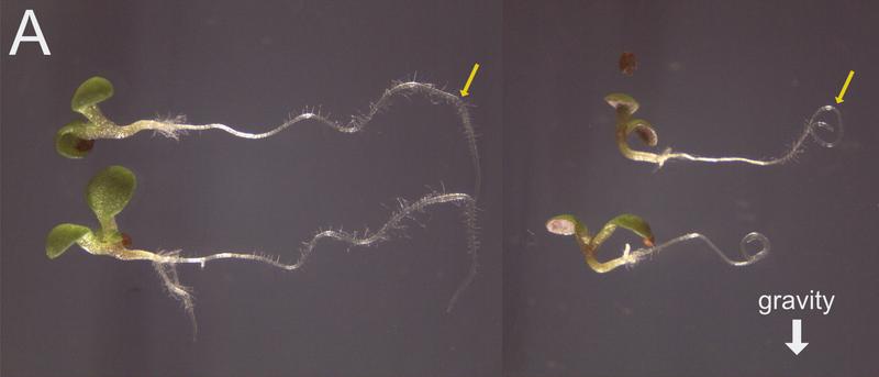 Plants whose direction of growth is switched from vertical to horizontal in experiments have to reorient spatially. The hormone auxin plays an important role in this process.