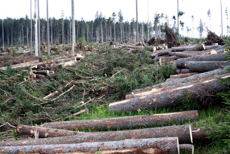 Salvage logging in the Bavarian Forest National Park according to the national park regulations. Here, windthrown spruces are extracted in a future core zone 