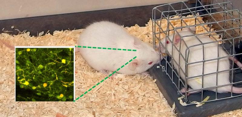 Eine Maus beschnüffelt einen Artgenossen in einem kleinen Käfig und zeigt somit normales Sozialverhalten.