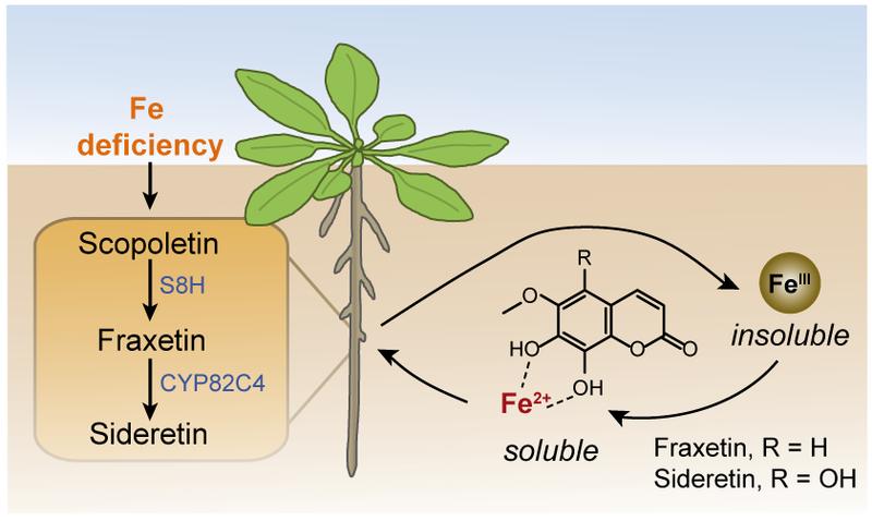 Iron deficiency induces the synthesis of the coumarin-type siderophores by enzymes. When released in the rhizosphere, these small molecules help plants mobilizing Iron from insoluble sources.