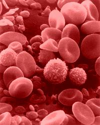 Photographic image taken under an electron microscope: Red blood cells, leukocytes and platelets