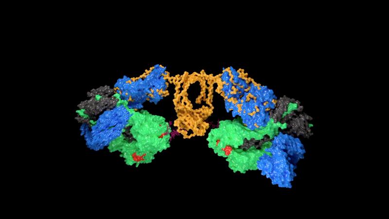 IgA1-Antikörper binden an das Influenza-A-Virus-Antigen Hämagglutinin.