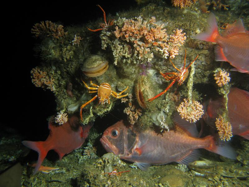 Die Steinkorallen Lophelia pertusa und Madrepora oculata auf einem Korallenhügel vor Mauretanien. Die Riffe dienen Fischen, Krebsen, Muscheln und vielen anderen Bewohnern als Lebensraum.