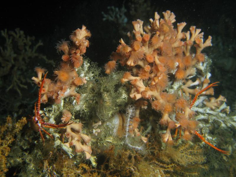 The stony coral Lophelia pertusa in a canyon off the Mauretanian coast.