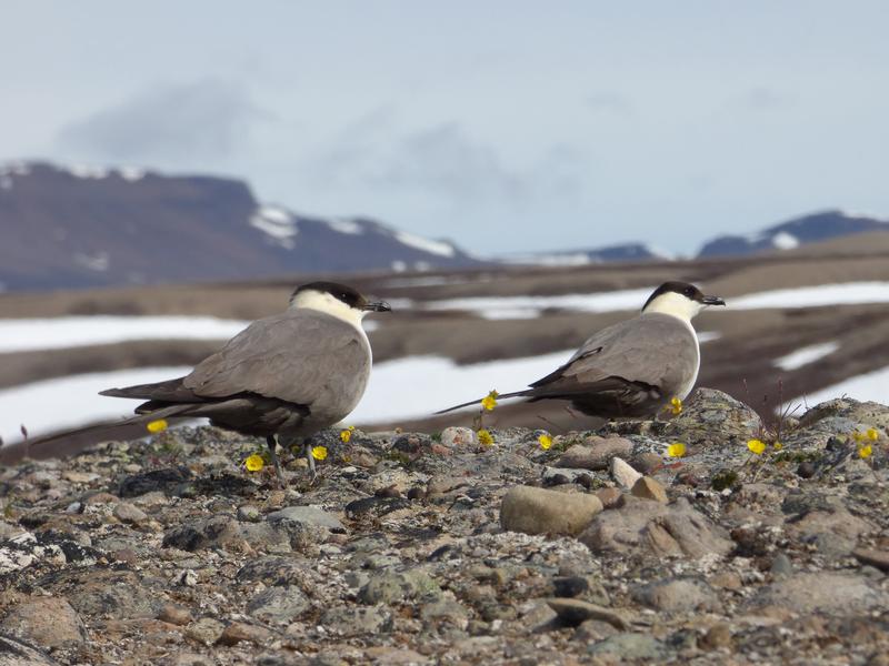 Verlierer des Klimawandels: Falkenraubmöven auf Grönland