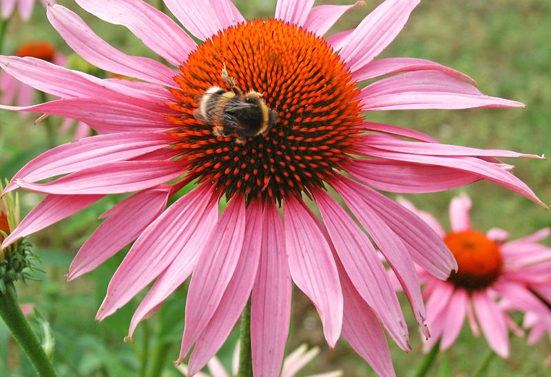 Wildbienen und andere Insekten werden immer seltener. 