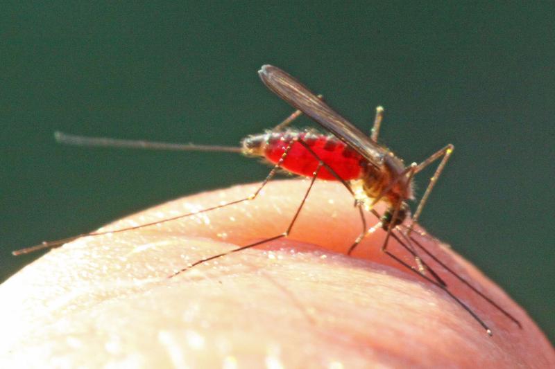 Anopheles-Mücken können Malaria-Erreger übertragen.
