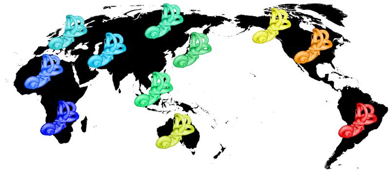 Das Innenohr weist feine Formunterschiede zwischen verschiedenen Populationen auf.