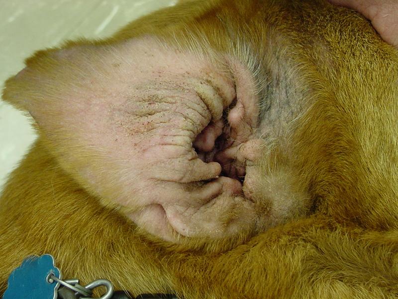 Chronische Ohrentzündung bei einem Hund mit atopischer Dermatitis. 