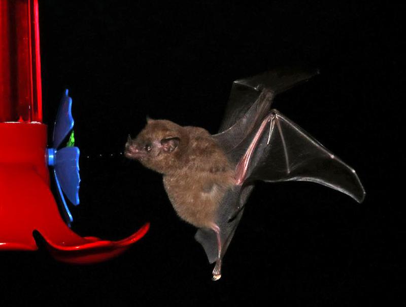 Bat by a feeding station. 
