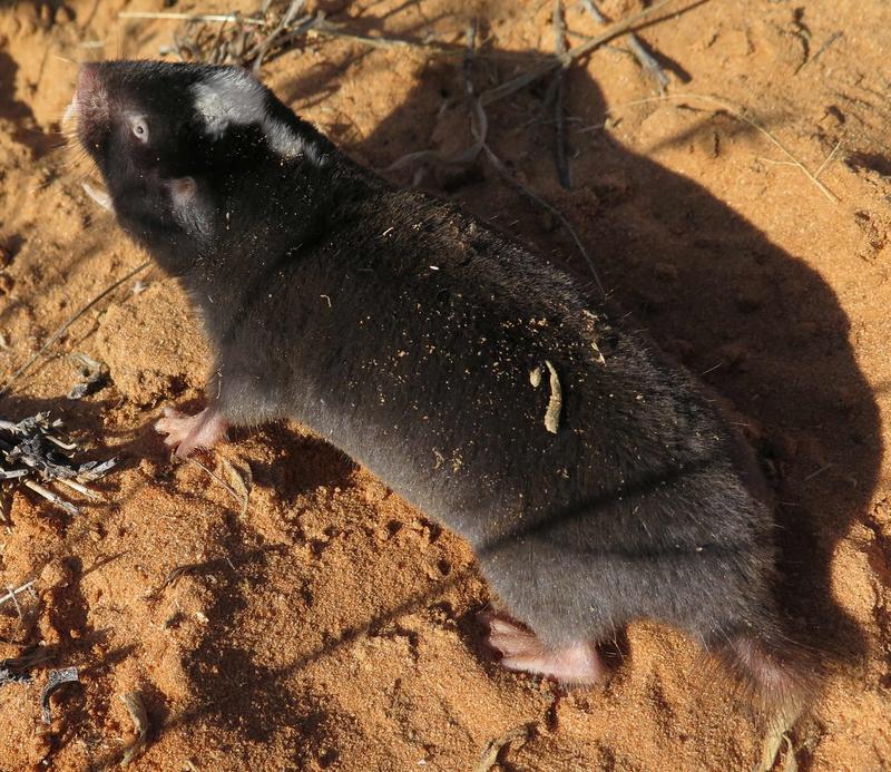 Der Graumull (Fukomys damarensis) zählt zu den langlebigsten Nagetieren überhaupt. 