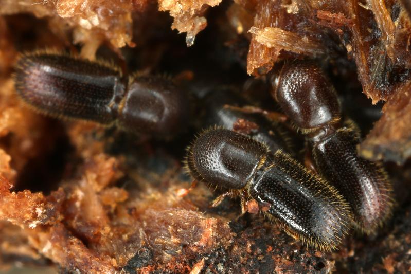 Ambrosiakäfer pflegen ihre Pilzgärten gemeinsam und arbeitsteilig: Einige Tiere reinigen die Gangsysteme, die in das Holz gefressen werden, andere schaffen den Schmutz aus dem Nest und putzen.