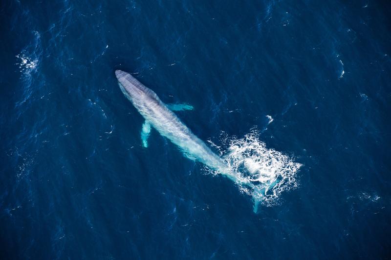 Gigant der Meere: der Blauwal.