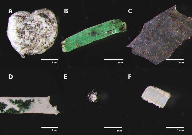 Kunststoffpartikel in Dünger aus organischen Abfällen: (A) Polystyrol-Partikel. (B und C) Polyethylen-Fragmente. (D) Polyamid-Partikel. (E) PET-Faser. (F) Polystyrol-Fragment. 