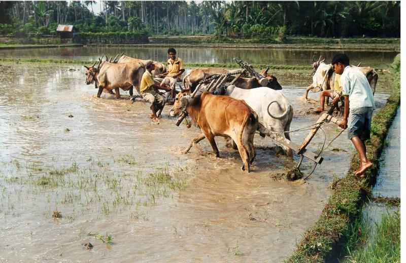 Welche Art Landwirtschaft wird für nachhaltige Ernährungssicherung benötigt? Reisbauern in Indonesien.