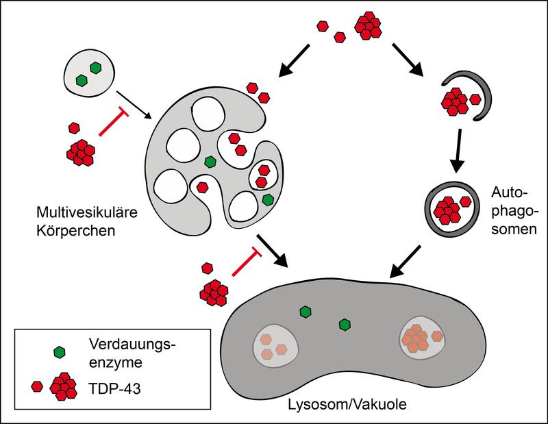 Abbau von TDP-43 in einer menschlichen Zelle / einer Hefezelle: Die Transportwege zum Lysosom / zur Vakuole führen einerseits über die Autophagosomen, andererseits über multivesikuläre Körperchen.