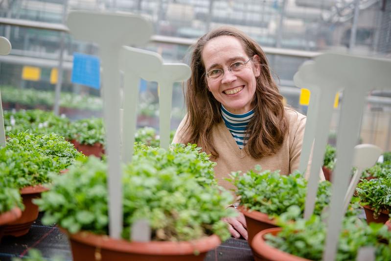  Ute Krämer gewinnt durch ihre Arbeit Einblicke in die Evolution der Pflanzen.