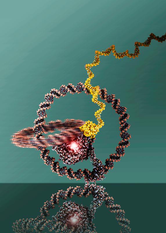 Greatly enlarged reproduction of the nanomachine: The two rings are linked like a chain and can well be recognized. At the centre there is the T7 RNA Polymerase.