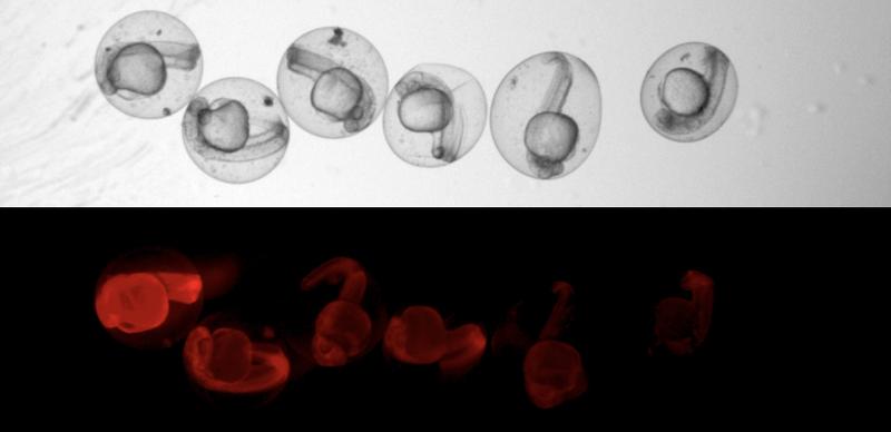 Dass CRISPR/ Cas9 seine Arbeit tat und die Narben im Erbgut produzierte, konnten die Forscherinnen und Forscher unter dem Mikroskop beobachten. Dann ließ das rote Leuchten der Fischembryonen nach.