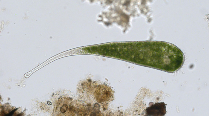 Ettema, Thijs J. G. et al. (2018) RNA sequencing of Stentor cell fragments reveals transcriptional changes during cellular regeneration, Current Biology, DO